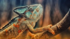 Plazum. Budovanie a charakteristiky