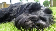 Risensennauzer: popis plemena, zvláštnosti starostlivosti a údržby