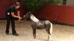 Rast a hmotnosť koňa