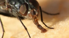 Rota zariadenie hmyz