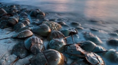 Dinosaury nity: 10 staroveké zvieratá, ktoré boli zachované na tento deň