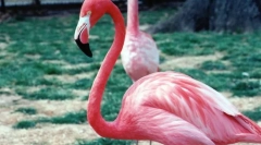 Ružový flamingo