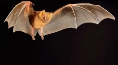 Manochaled zvieratá