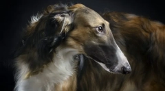 Ruská borzya (fotografie): elegantný aristokrat a fierce hunter