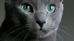 Ruská modrá mačka (fotografie): zmluvná krása so zelenými očami