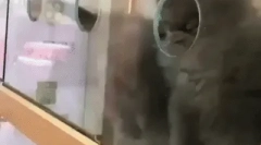 Ruská modrá mačka