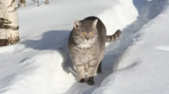 Ruské plemená mačiek