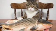 Ryby pre mačku