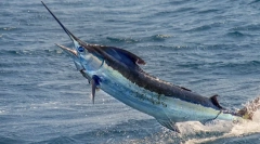 Fish-meč - jedna z najrýchlejších rýb na svete