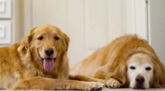 Ginger-nehanebné: top 15 červených plemien psov