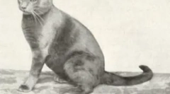 Red briti: plush solárne mačky