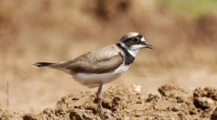 Rzhanko-tvar. Oddelenie vtákov