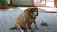 Cukor diabetes u psov: symptómy a liečba ako krmivá pet