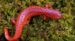 Salamander (foto): miniatúrny drak s bohatými históriou