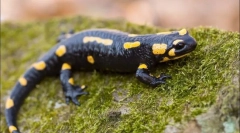Salamander