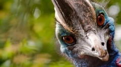 Najviac agresívnejší vták