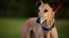 Najrýchlejší pes na svete