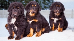 Najdrahšie plemeno psov na svete: drahé obľúbené