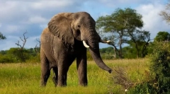 Najväčšie pozemné zviera