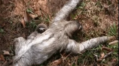 Najviac lenivé zviera na svete