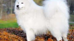 Samoyed laika (photo) - loyal priateľ a pozitívna energia