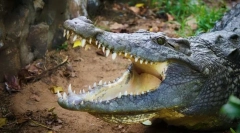 Najviac agresívne zvieratá na svete