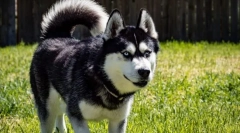 Najaktívnejšie plemená psov na svete