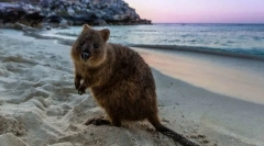 Najviac neškodné zvieratá na svete