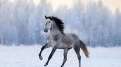 Najrýchlejšie plemená koní