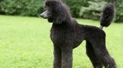 Najrýchlejšie plemená psov