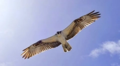 Najrýchlejšie vtáky na svete