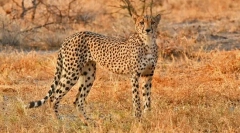 Najrýchlejšie zvieratá na svete