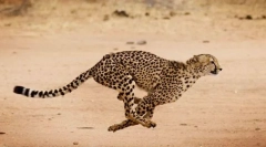 Najrýchlejšie zvieratá