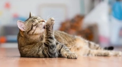 Najviac čisté zvieratá