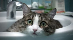 Najnáročnejšie a milujúce plemená mačiek