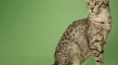 Najviac dlhodobé plemená mačiek