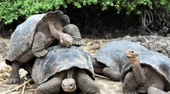 Najviac dlhotrvajúce zvieratá na svete