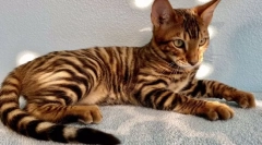 Najdrahšie plemená mačiek