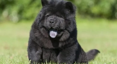 Najdrahšie plemená psov