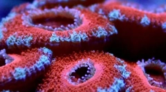 Najstaršia námorní obyvatelia