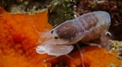 Najhlasnejšie zvieratá na svete