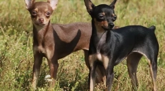 Najznámejšie nepoznané plemená psov (s fotografiami)