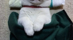 Najznámejšie mačky a mačky na internete