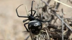 Najviac jedovaté pavúky sveta