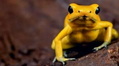 Najviac jedovaté zvieratá na svete