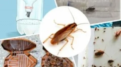 Najúčinnejšie pasce pre šváby