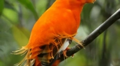 Najkrajšie exotické vtáky (12 fotografií)