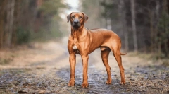 Najkrajšie legendy o pôvode plemien psov