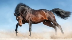 Najkrajšie kone na svete