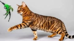 Najkrajšie plemená mačiek